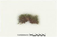 藏品(曲柄苔)的圖片